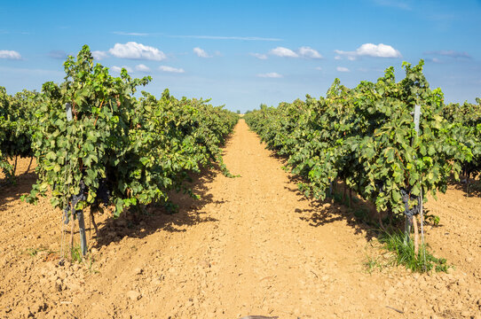 Cultivo de vi&ntilde;as en espalderas. Hileras de vi&ntilde;as con sus uvas ya maduras y listas para la cosecha.