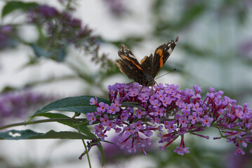 Red admiral butterfly (Vanessa Atalanta) perched on summer lilac in Zurich, Switzerland
