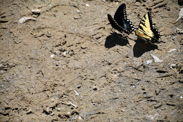 Kissing butterflies, Boat Ramp, Columbia, Virginia
