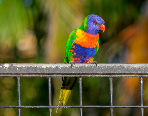 rainbow lorikeet parrot sitting on metal fence