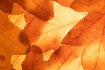 Bright background autumn season leaves close-up with backlight as a background, template or web banner for the design of the autumn theme