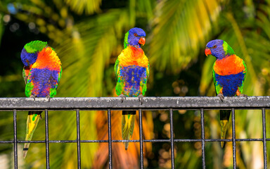 three rainbow lorikeets sitting on metal fence