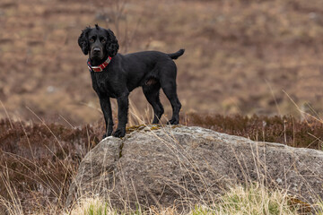 Black Working Cocker Spaniel dog stood on a large rock