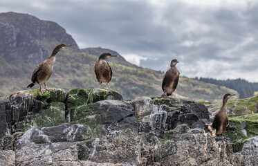 Line up of Shags on a island in a loch