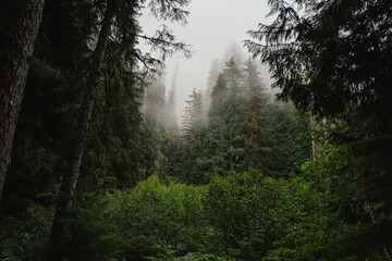 Fototapeta na wymiar Foggy sky through the forest. Hoh river, Olympic National park, Washington USA