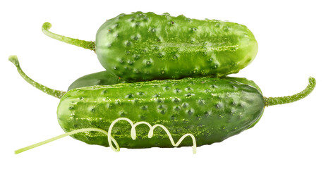 Fresh cucumbers. Green ripe cucumber vegetables. Organic food. Isolated on white background. PNG