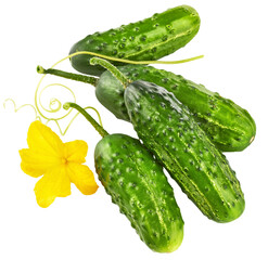 Fresh cucumbers with yellow flowers and green leaves. Green ripe cucumber vegetables. Organic food. Isolated on white background. PNG