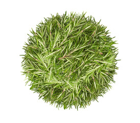 Rosemary leaves isolated fresh green salad PNG