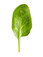 Spinach leaf isolated fresh green salad PNG
