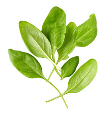 Spinach leaves isolated fresh green salad PNG