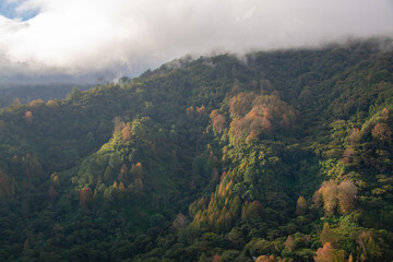 Paisaje de amanecer en Parque Nacional La Tigra, Tegucigalpa, Honduras. Con Liquidambar y pinos.