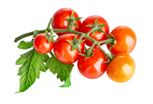 Fresh Tomatoes with green leaves. Tomato vegetables brunch. Vegetable isolated on white background. Organic natural farm grown food harvest