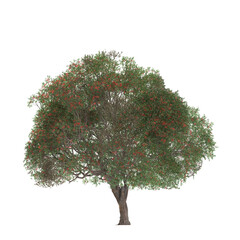 3D rendering illustration of a grand tree with a majestic canopy