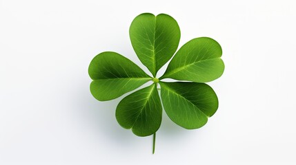 Image of one four-leaf green clover isolated on white background.
