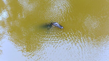 Aerial view of an adult American Alligator
