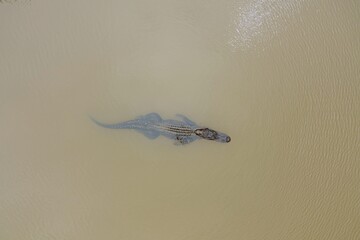 Aerial view of an adult American Alligator