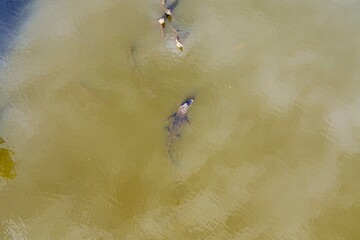 Aerial view of an American Alligator