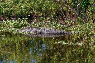 alligator in the swamp