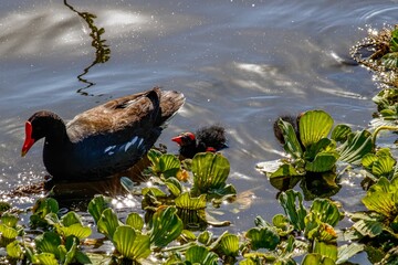 moorhens