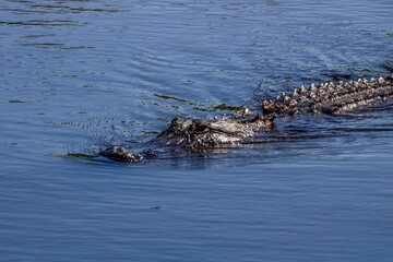alligator in the swamp