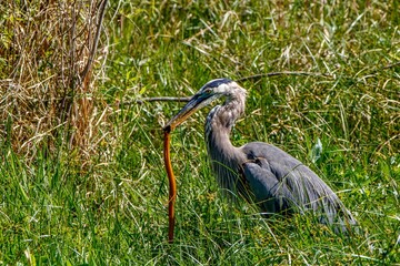 great blue heron