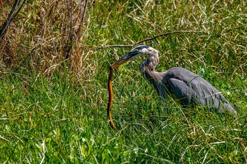 great heron
