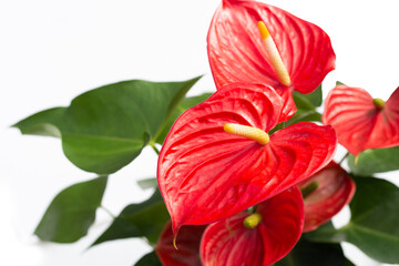 Flamingo flower or pigtail anthurium