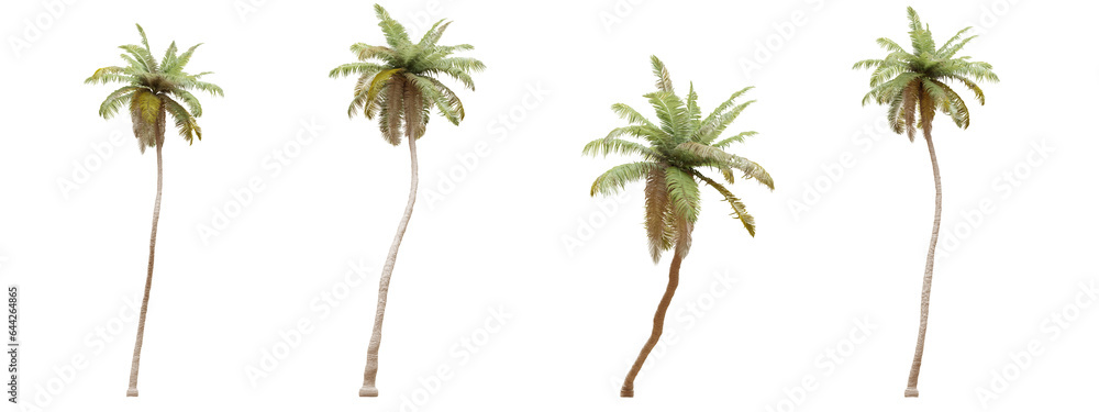 Poster coconut tree isolated on transparent background 3d rendering png
