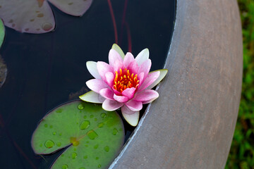 Beautiful water lily. Lotus flower with green leaves