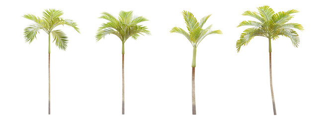 Fototapeta na wymiar Coconut tree isolated on transparent background 3d rendering png