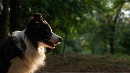 Portrait of a black and white border collie walking in the woods at sunset. 