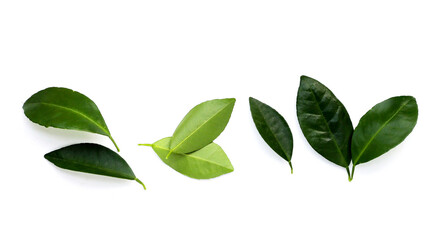 Citrus leaves on a white background.