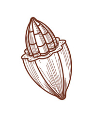 cacao fruit bean icon