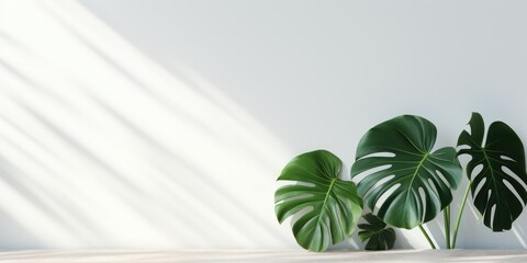 Beautiful monstera flower standing against a white background. Minimalist concept.