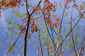 Barbados pride flower or dwarf poinciana, flower fence, paradise flower, peacock's crest, pride of...