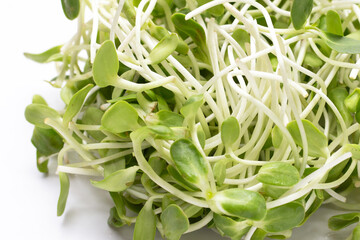 Sunflower Sprout on white background.