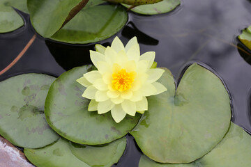 Beautiful yellow water lily. Lotus pond