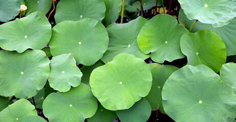 Beautiful water lily. Green leaves of lotus in pond