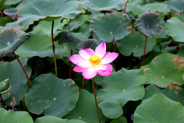 Beautiful water lily. Pink lotus pond