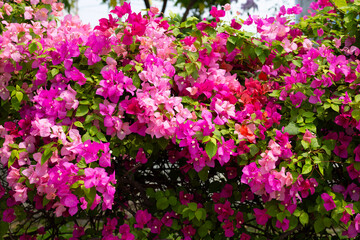 Beautiful bougainvillea flowers with green leaves