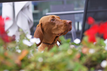 The portrait of a cute young Hungarian Vizsla dog with a brown leather collar posing outdoors behind a flowerbed in summer