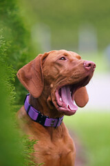 The portrait of a funny young Hungarian Vizsla dog with a purple collar posing outdoors and yawning in summer
