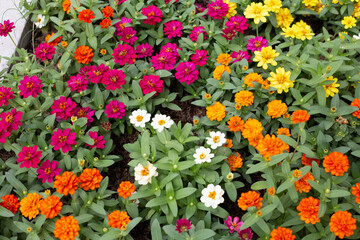 Fototapeta premium Zinnia flower in the garden