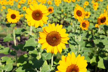 Obraz premium Sunflower field, Beautiful summer landscape.