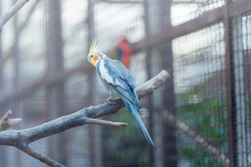 blue and yellow macaw