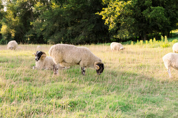 sheep in the field