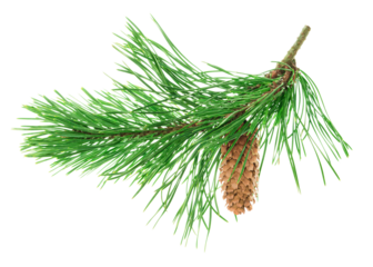 Pine tree branch. Fir twigs with green needles. Winter holiday evergreen decoration, spruce or cedar .transparent, png