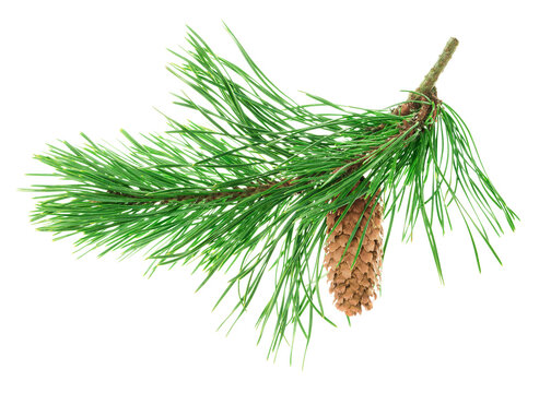 Pine tree branch. Fir twigs with green needles. Winter holiday evergreen decoration, spruce or cedar .transparent, png