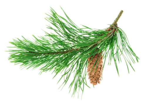 Pine tree branch. Fir twigs with green needles. Winter holiday evergreen decoration, spruce or cedar .transparent, png