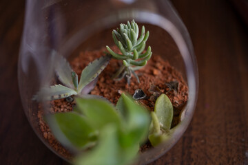 entrada circular de terrario con suculentas pequeñas